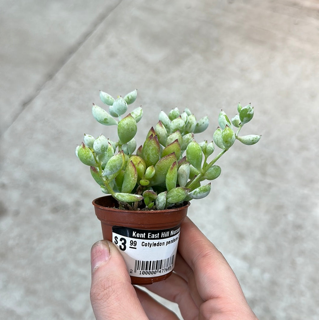 Cotyledon pendens 2