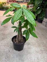 Load image into Gallery viewer, Pachira aquatica 6&quot; - Money Tree Braid