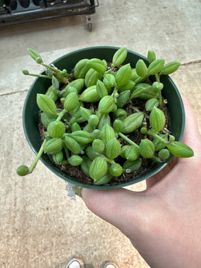Senecio herreanus 4