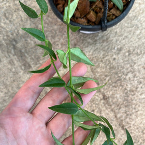 Hoya lanceolata 'Bella' 4" HB