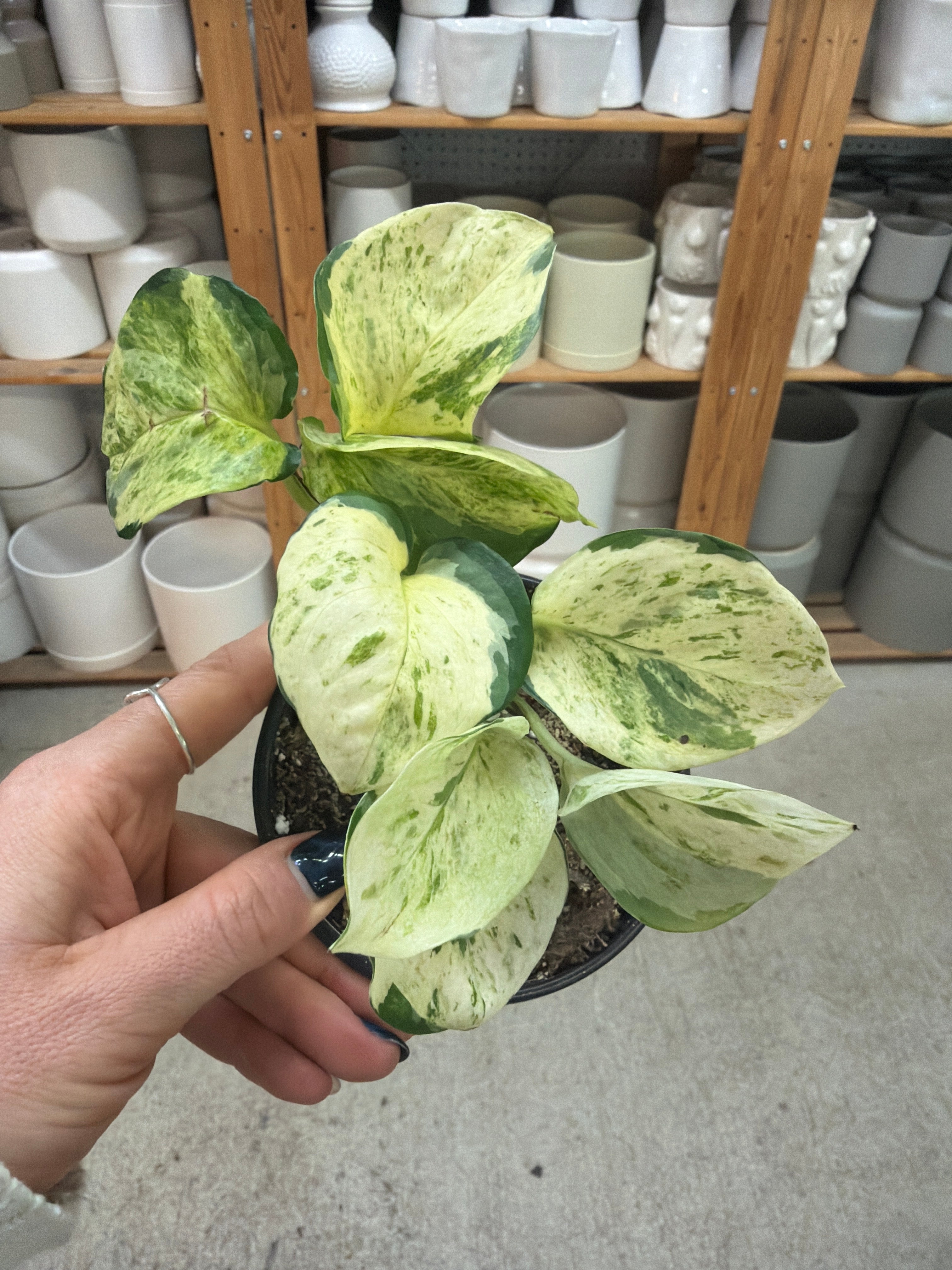 Epipremnum Manjula 4