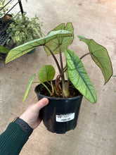 Load image into Gallery viewer, Alocasia Platinum 6&quot; - Elephant Ear