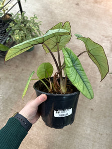 Alocasia Platinum 6" - Elephant Ear