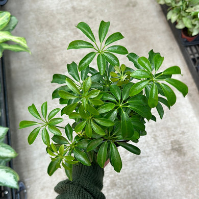 Schefflera sp. 6