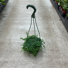 Load image into Gallery viewer, Ficus Quercifolia 6&quot; HB - String of Frogs