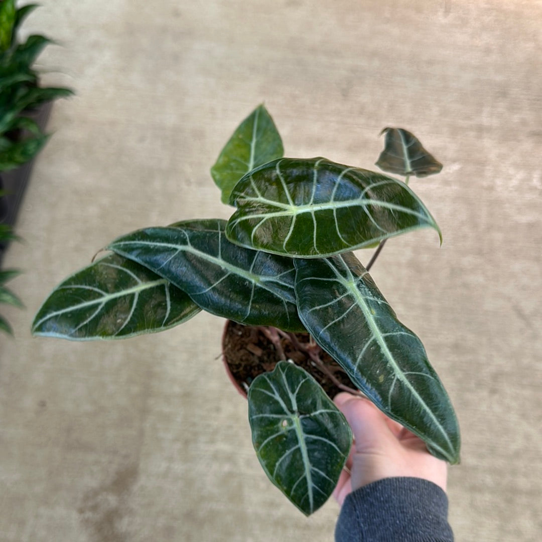 purple prince plant indoor Alocasia Purple Prince 4"