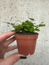 Load image into Gallery viewer, Pellaea rotundifolia 2.25" - Button Fern