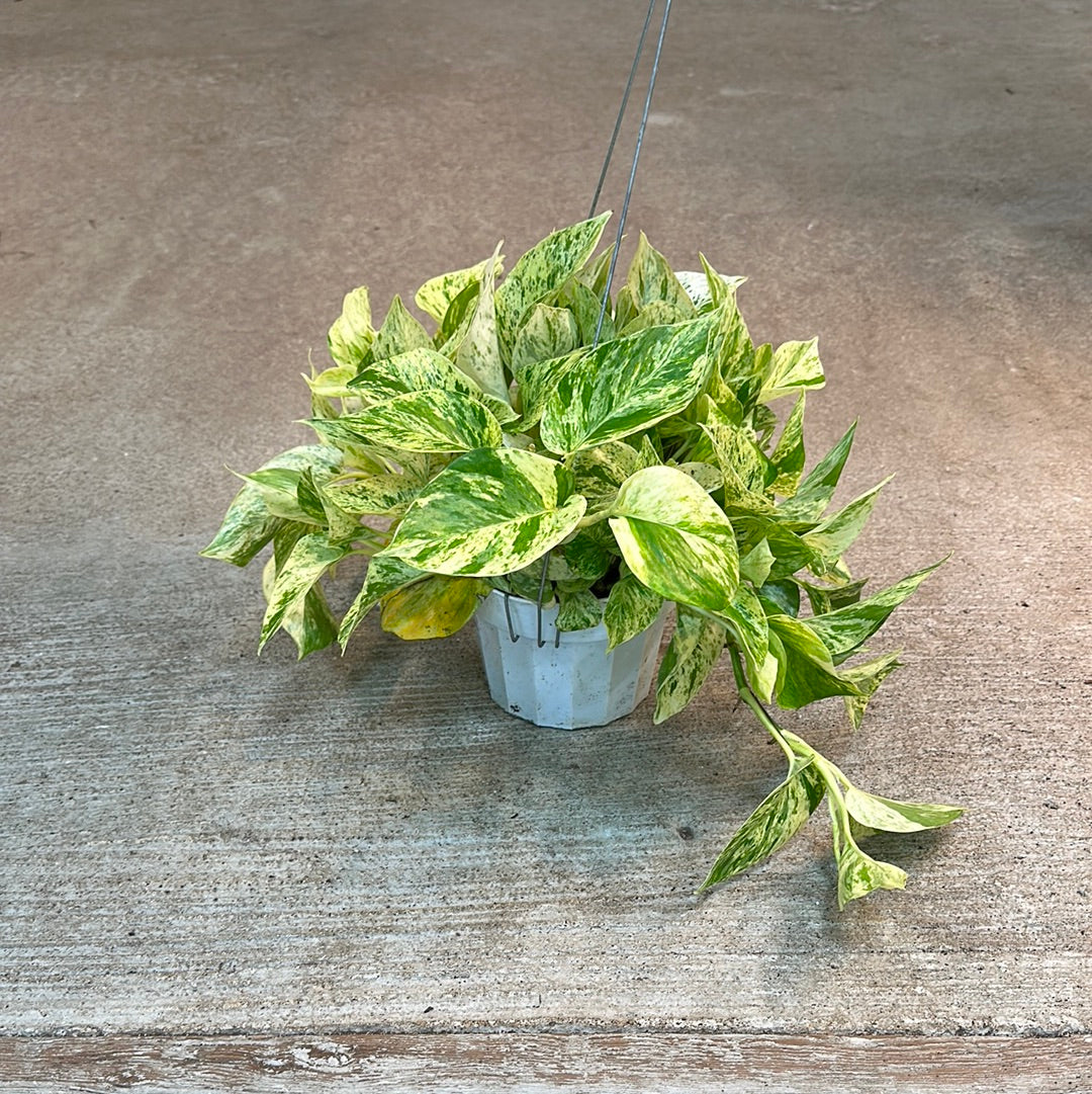 unique succulent gifts Monthly Mini Succulent Box main image 0