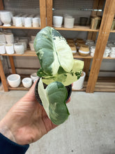 Load image into Gallery viewer, Alocasia &#39;Frydek Variegata&#39; 2&quot;