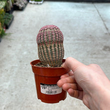 Load image into Gallery viewer, Echinocereus rigidissimus 4&quot; - Arizona Rainbow Cactus