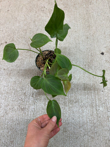 Philodendron camposportoanum 4