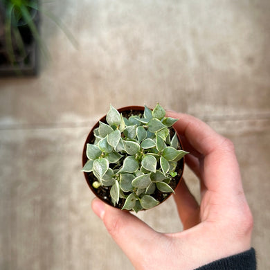 Dischidia ruscifolia variegata 3
