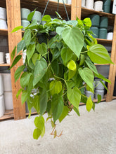 Load image into Gallery viewer, Philodendron hederaceum 'Lemon Lime' 8" HB