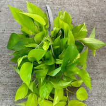 Load image into Gallery viewer, Epipremnum &#39;Neon&#39; 8&quot; HB - Neon Pothos