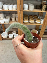 Load image into Gallery viewer, Cleistocactus winteri ssp. colademononis  3" - Monkey Tail Cactus