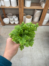 Load image into Gallery viewer, Selaginella kraussiana &#39;Frosty&#39; 2&quot; - Frosty Fern