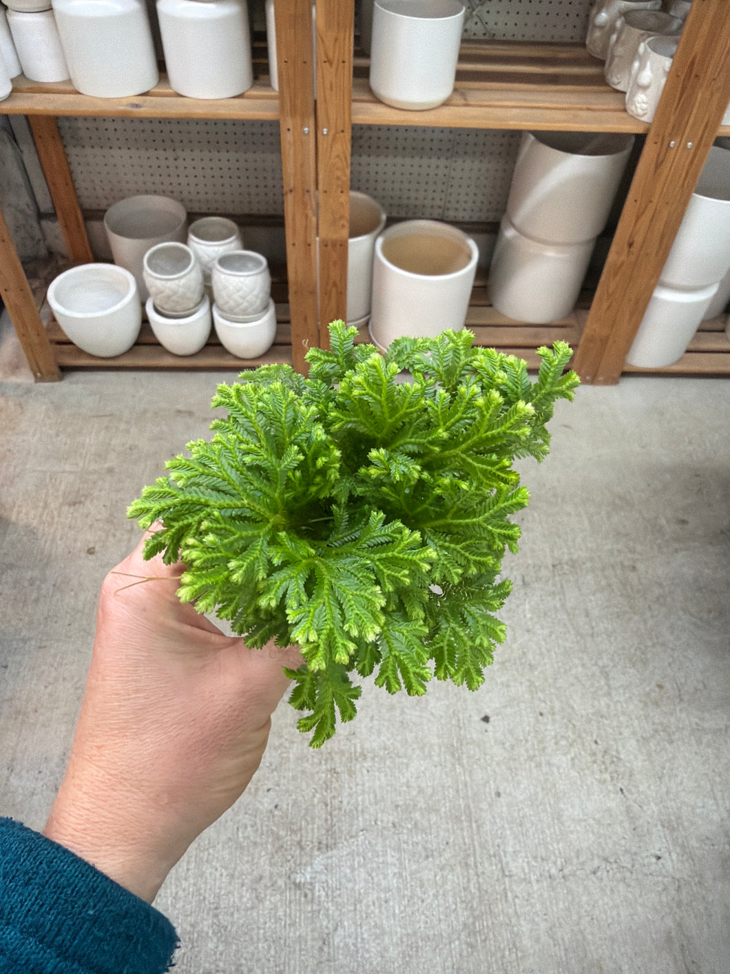 Selaginella kraussiana 'Frosty' 2