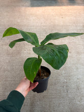 Load image into Gallery viewer, Banana &#39;Cavendish Dwarf&#39; 6&quot;