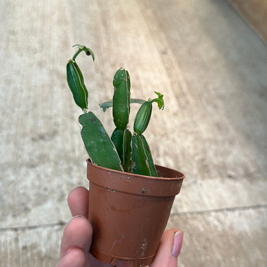 Cissus quadrangularis 2