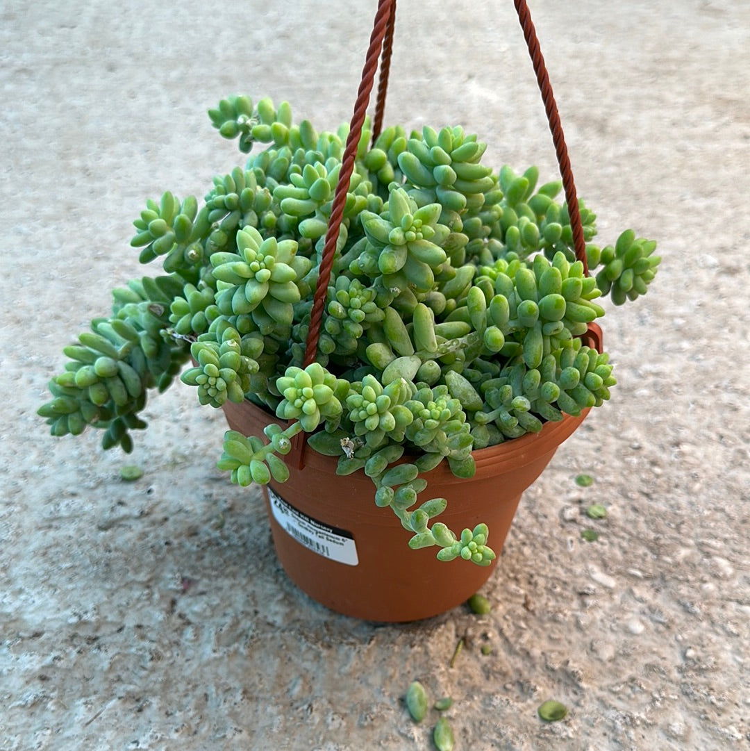 donkeys tail succulent Sedum morganianum Burrito - Burro's Tail