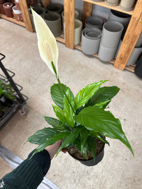 Spathiphyllum Sp. 6
