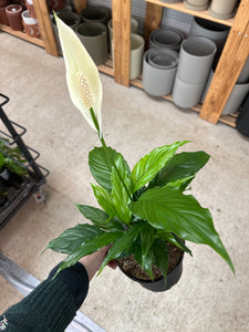Spathiphyllum Sp. 6" - Peace Lily