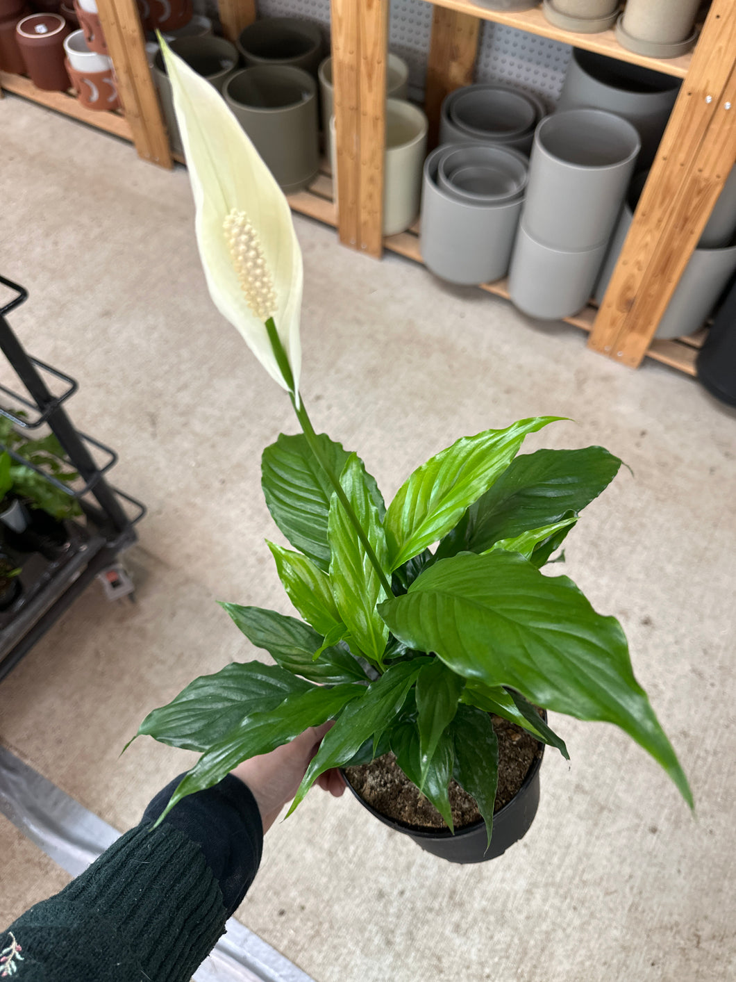 Spathiphyllum Sp. 6