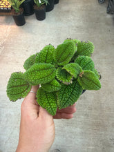 Load image into Gallery viewer, Pilea Moon Valley 4"