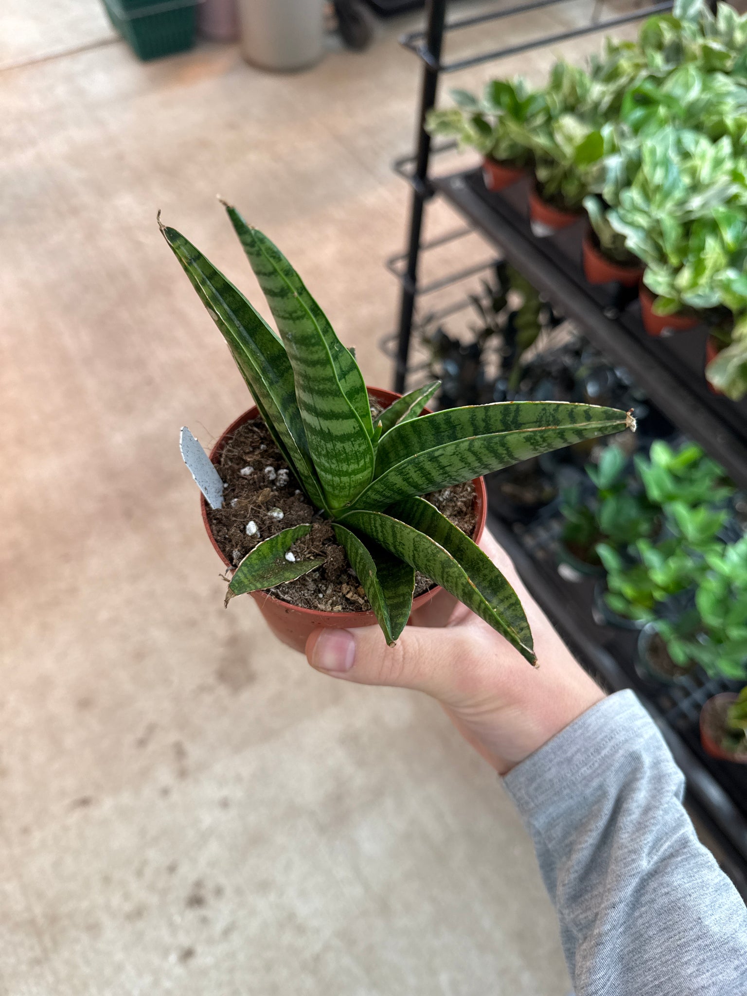 4 in snake plant Sansevieria Gojo 4"
