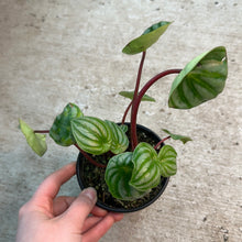 Load image into Gallery viewer, Peperomia &#39;Watermelon&#39; 4&quot;