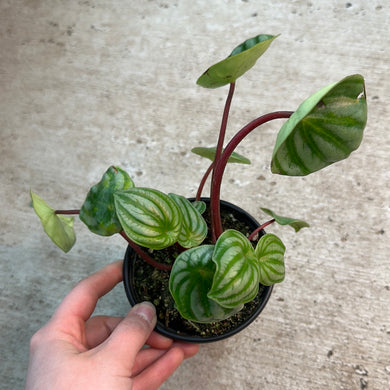 Peperomia 'Watermelon' 4