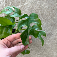Load image into Gallery viewer, Rhaphidophora Tetrasperma 4&quot;