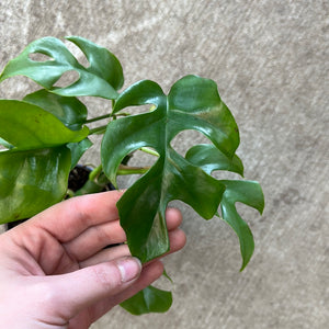 Rhaphidophora Tetrasperma 4"