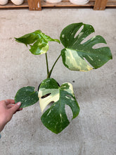 Load image into Gallery viewer, Monstera Thai Constellation 6"