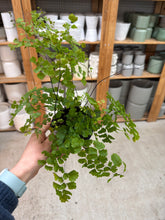 Load image into Gallery viewer, Adiantum sp. 4" - Maidenhair Fern