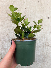 Load image into Gallery viewer, Hypocerta sp. 4&quot; - Goldfish Plant