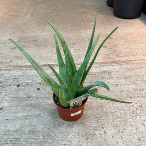 Aloe Vera 6"