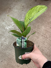 Load image into Gallery viewer, Homalomena  4&quot; - Queen of Hearts