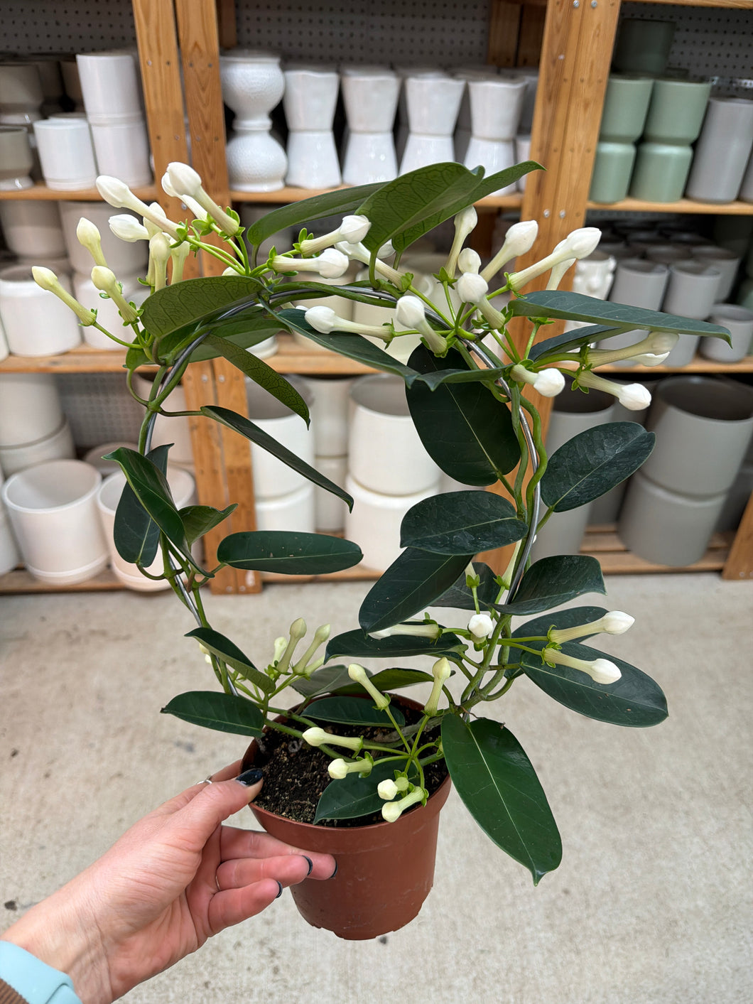 Stephanotis on Hoop 5