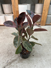 Load image into Gallery viewer, Ficus 'Ruby' 8" - Ruby Rubber Plant