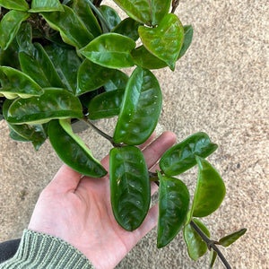 Hoya 'Krinkle 8' 6"