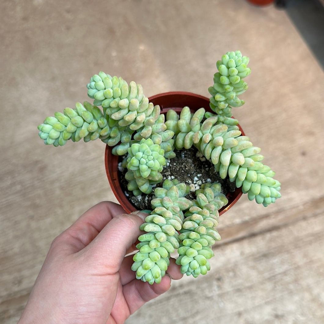 Sedum morganianum 4