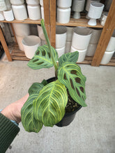 Load image into Gallery viewer, Maranta Fantasy 4" - Prayer Plant