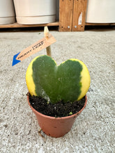 Load image into Gallery viewer, Hoya Kerrii Variegated 2" - Single Leaf