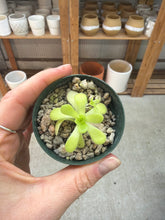 Load image into Gallery viewer, Pinguicula agnata 'True Blue'
