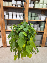 Load image into Gallery viewer, Philodendron hederaceum 'Lemon Lime' 8" HB
