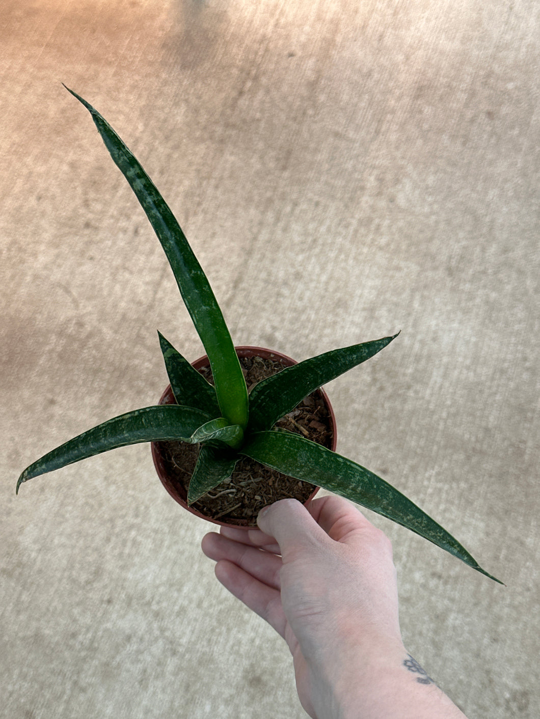 sansevieria tiger Sansevieria tiger Crown 4"