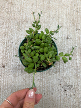 Load image into Gallery viewer, Senecio herreanus 4" - String of Watermelons