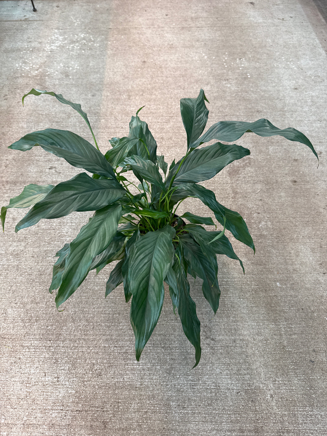 Spathiphyllum sp. 6