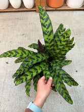 Load image into Gallery viewer, Calathea lancifolia 8" - Rattlesnake Calathea